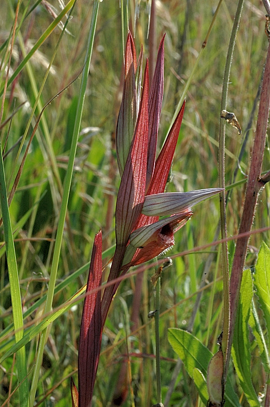 Le orchidee selvatiche spontanee di Ostia: la Serapias vomeracea e la Serapias lingua